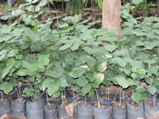IMG_4874 (Small)